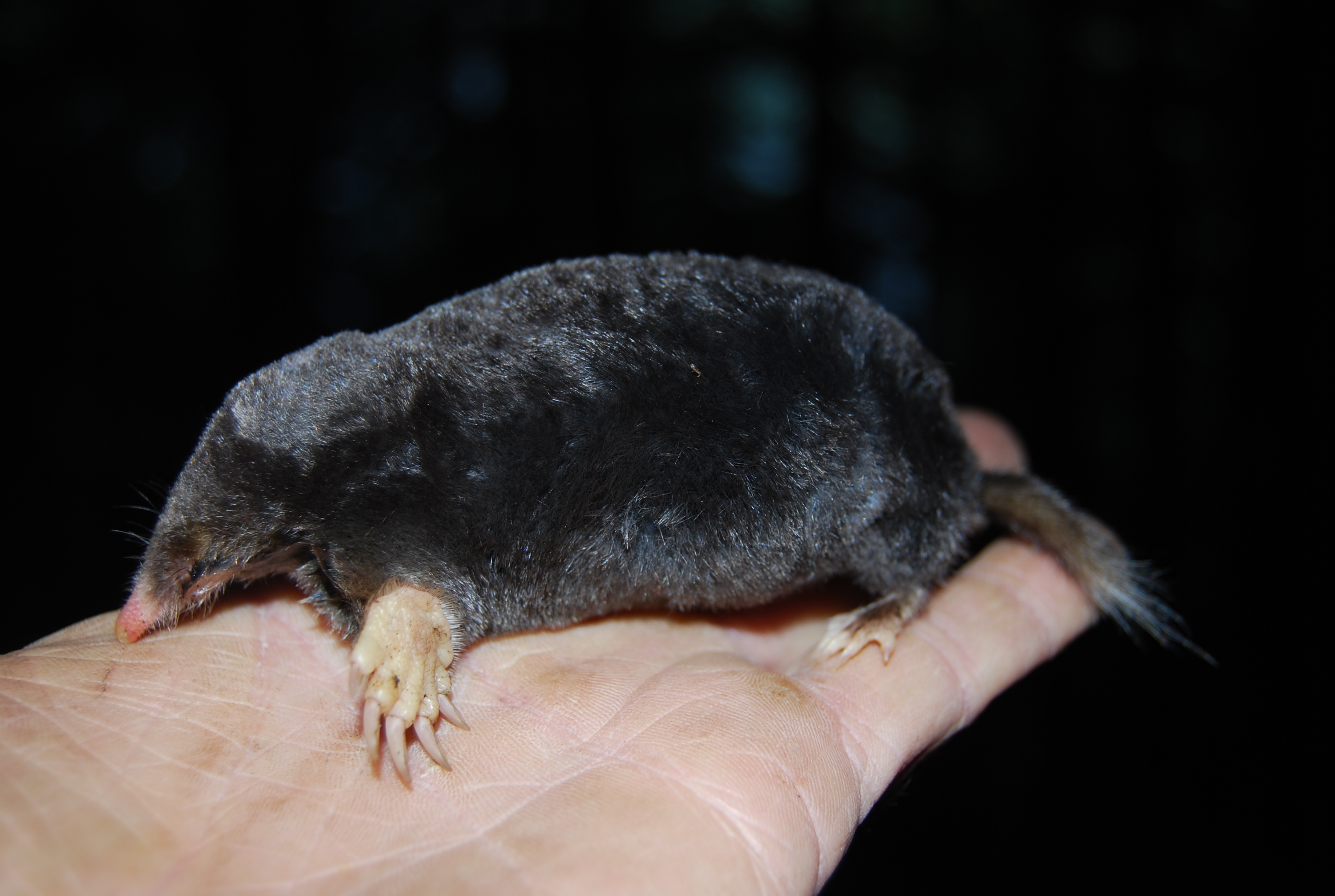 hairy-tailed-mole-northwoods-stewardship-center