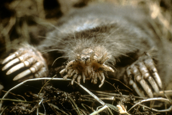 star nosed mole plush