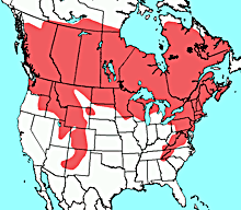 Southern Red-Backed Vole – Northwoods Stewardship Center