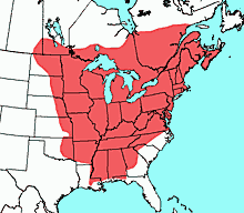 Eastern Chipmunk – Northwoods Stewardship Center