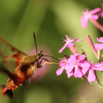 Amanda Marquis hummingbirdmoth