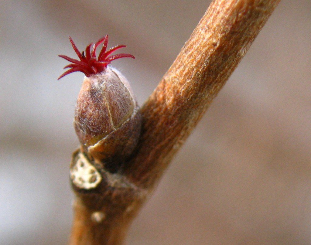 Beaked Hazelnut (Corylus cornuta) female flower Photo by Jayson Benoit