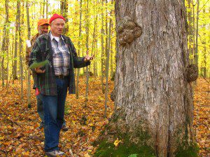 Copy of Buzzell big tree