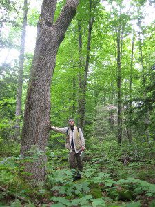 Fraxinus americana bigtree 14c 20020702 (JB)