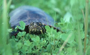 painted turtle_courtesy Jayson Benoit