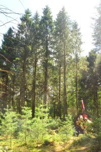 Harvesting Norway spruce while carefully protecting the next generation of saplings