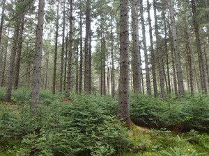 Norway spruce with balsam fir regeneration, prior to timber harvesting