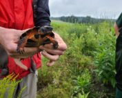 Wild Wood Turtle being held.