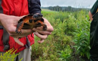 Wild Wood Turtle being held.