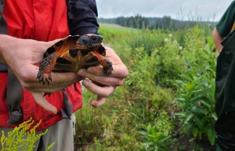 Wild Wood Turtle being held.