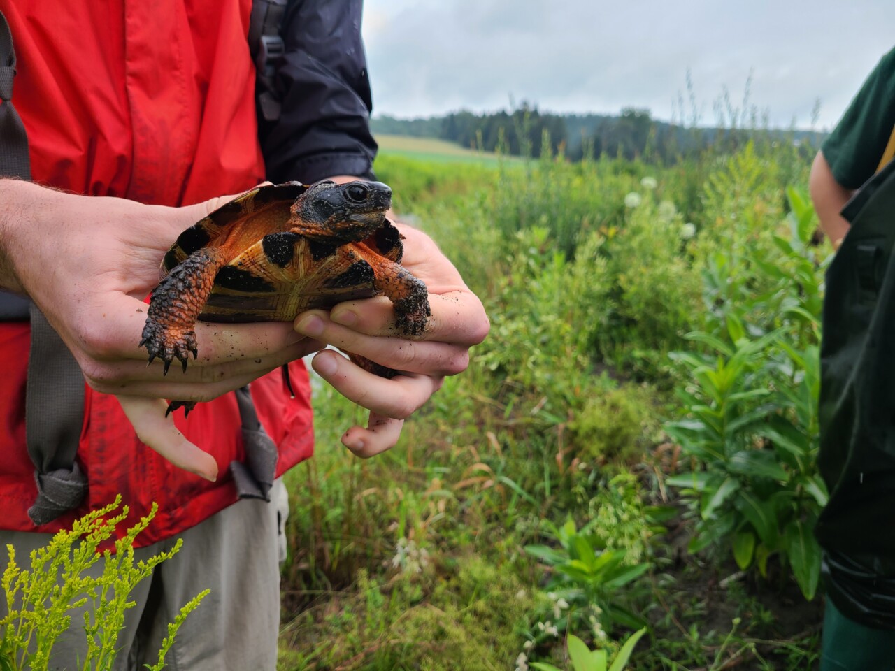 Wild Wood Turtle being held.