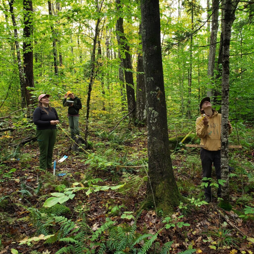 Three people stand looking up in a dense and ferny hardwood forest, taking measurements of trees.